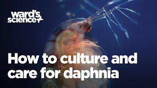 Caring and Culturing for Daphnia [upl. by Brabazon]