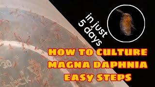 How to Culture Magna Daphnia Easily [upl. by Korie]