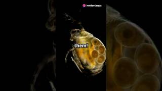 How to culture Daphnia for your Aquarium [upl. by Tormoria555]