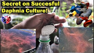 How to Culture Daphnia Successfully [upl. by Cleary535]