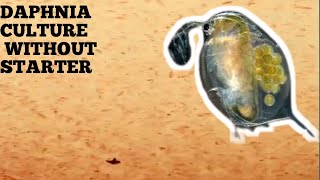 HOW TO CULTURE DAPHNIA NATURALLY WITHOUT A STARTER [upl. by Drhcir]