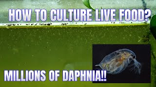 How to Culture Daphnia Secret Method to Breed MILLIONS  Simply Aquatic [upl. by Hoi]