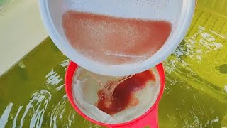 How to culture daphnia  Daphnia culture  How to grow daphnia outdoor [upl. by Nosiddam914]