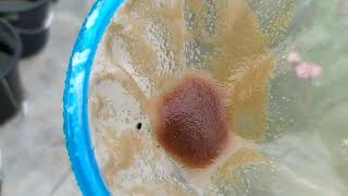 How to culture daphnia moina in a small container Part 1 English Subtitle [upl. by Alisan736]