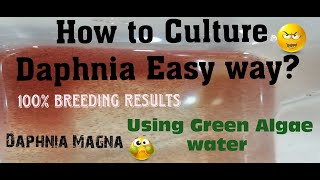 Daphnia MagnaHow to Culture Daphnia Easy wayCulturing Daphnia using Green water Daphnia [upl. by Vinay198]