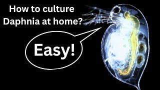 BEST Live Fish Food Beginner guide How to Culture Daphnia at home [upl. by Narbig]