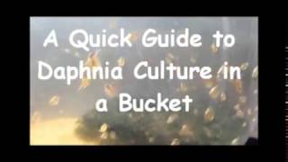 How to culture daphnia outside [upl. by Ahtelat]