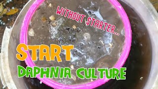 How to culture daphnia moina the easy way 1  Starting the Daphnia culture [upl. by Lowson]