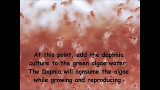 Daphnia  How to grow daphnia in your home [upl. by Anilek]