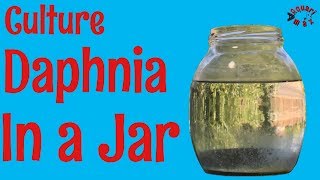 How to Culture Daphnia in a Jar [upl. by Bianka]