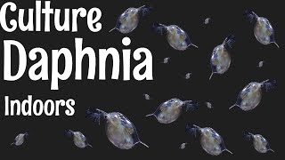 How to Culture Daphnia [upl. by Ramunni594]