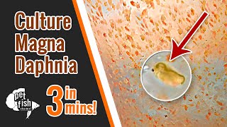 How to culture DAPHNIA MAGNA  The easy way [upl. by Files]