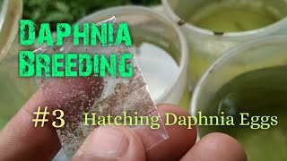 Daphnia Culture made simple and easy 3  Hatching Daphnia eggs [upl. by Ueihtam]