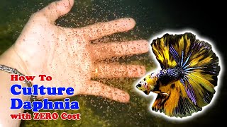 How to Culture Daphnia with ZERO Cost  Unlimited Live Food For Our Fish [upl. by Curren]