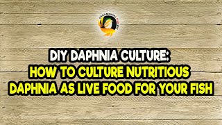 DIY Daphnia Culture How to Culture Nutritious Daphnia as Live Food for Your Fish [upl. by Jak368]