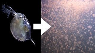 How I Culture Daphnia [upl. by Nepean738]