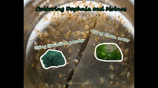 How To Culture Daphnia and Moinas using Green Water Spirulina powder [upl. by Ynnam]