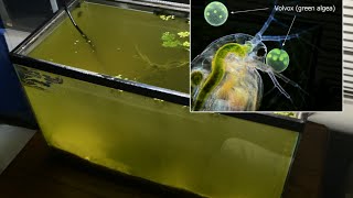 Raising Daphnia for the Freshwater Aquarium [upl. by Airdnua]