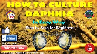 HOW TO CULTURE DAPHNIA In Easy Way [upl. by Aikemal802]